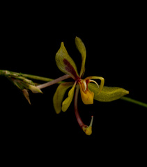 Oncidium