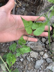 Asclepiadeae