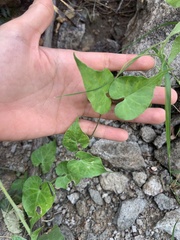 Asclepiadeae