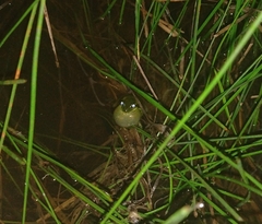 Dendropsophus molitor