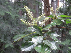 Clethra barbinervis