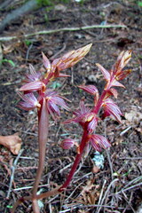 Corallorhiza striata