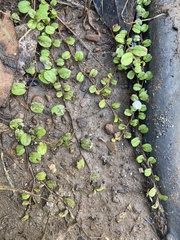 Evolvulus nummularius