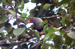 Alectroenas pulcherrimus