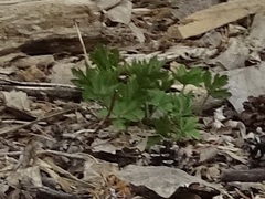 Anemonastrum canadense