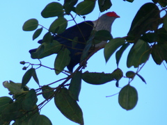 Alectroenas pulcherrimus