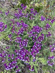 Lathyrus magellanicus