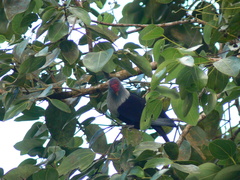 Alectroenas pulcherrimus