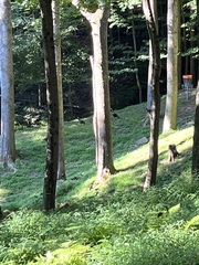 Meleagris gallopavo silvestris