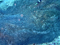 Stichodactyla mertensii