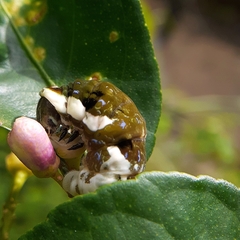 Heraclides androgeus