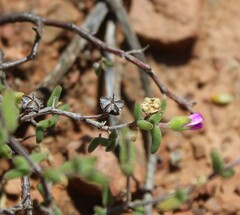 Drosanthemum karrooense