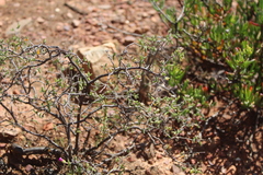 Drosanthemum karrooense