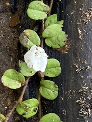 Evolvulus nummularius