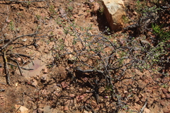 Drosanthemum karrooense