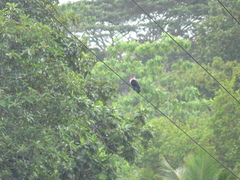 Alectroenas pulcherrimus