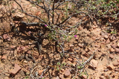 Drosanthemum karrooense