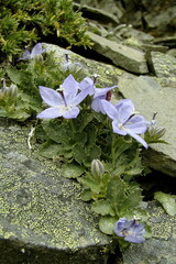 Campanula piperi