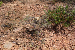 Drosanthemum karrooense