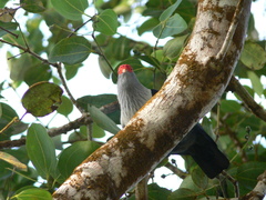 Alectroenas pulcherrimus