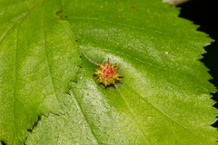 Dasineura crataegibedeguar