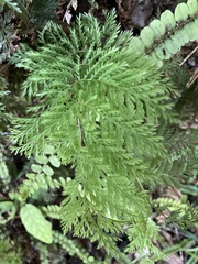 Leptopteris hymenophylloides