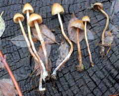 Psilocybe pelliculosa