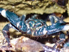 Heterometrus spinifer