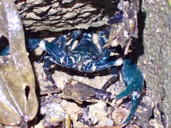 Heterometrus spinifer