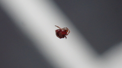Ruborridion musivum