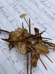 Paragymnopus perforans