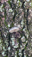 Dasychira meridionalis