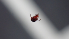Ruborridion musivum