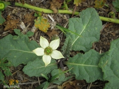 Jaborosa runcinata