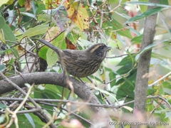 Carpodacus rodopeplus