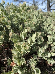Arctostaphylos auriculata
