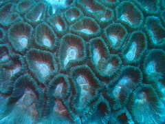 Astraeosmilia maxima