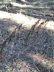 Sorghastrum elliottii