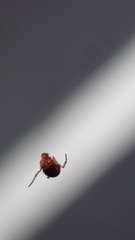 Ruborridion musivum