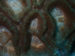 Astraeosmilia maxima