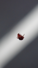 Ruborridion musivum