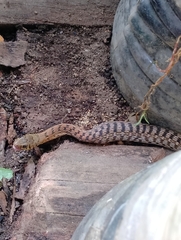 Amphiesma stolatum