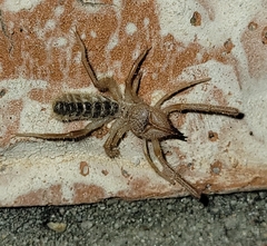 Eremobatinae