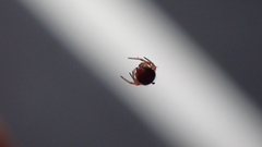 Ruborridion musivum