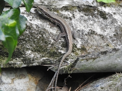 Iberolacerta monticola