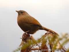 Trochalopteron lineatum