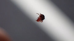 Ruborridion musivum