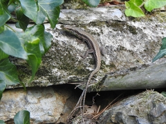 Iberolacerta monticola