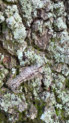 Dasychira meridionalis