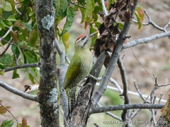 Picus squamatus